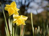 Dealing with Hayfever this Summer