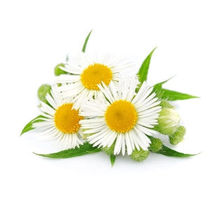 Chamomile Roman Essential Oil 10ml - Health Emporium