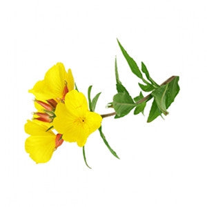 Evening Primrose Oil 100ml - Health Emporium