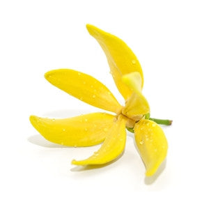 Ylang Ylang Essential Ol 10ml - Health Emporium