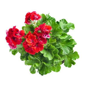 Geranium Essential Oil 10ml - Health Emporium