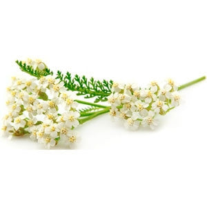 Yarrow Essential Oil 10ml - Health Emporium