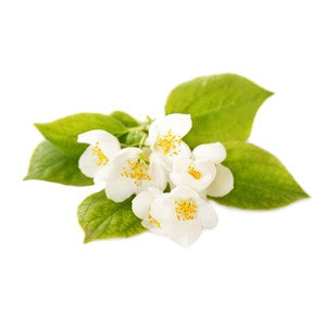 Jasmin Absolute Oil 5ml - Health Emporium