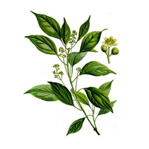 Ho Wood Essential Oil 10ml - Health Emporium