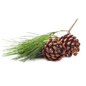 Pine Essential Oil 10ml - Health Emporium