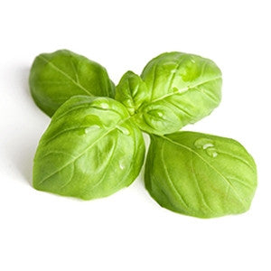 Basil Essential Oil 10ml - Health Emporium