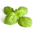 Basil Essential Oil 10ml - Health Emporium