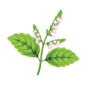 Patchouli Essential Oil 10ml - Health Emporium