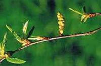 Hornbeam Bach Flower Remedy 10ml - Health Emporium