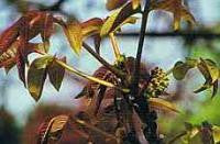 Walnut Bach Flower Remedy 10ml - Health Emporium