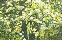 Crab Apple Bach Flower Remedy 10ml - Health Emporium