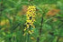 Agrimony Bach Flower Remedy 10ml - Health Emporium