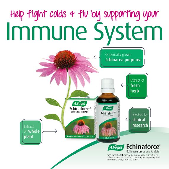 Echinacea - Echinaforce strengthens the immune system