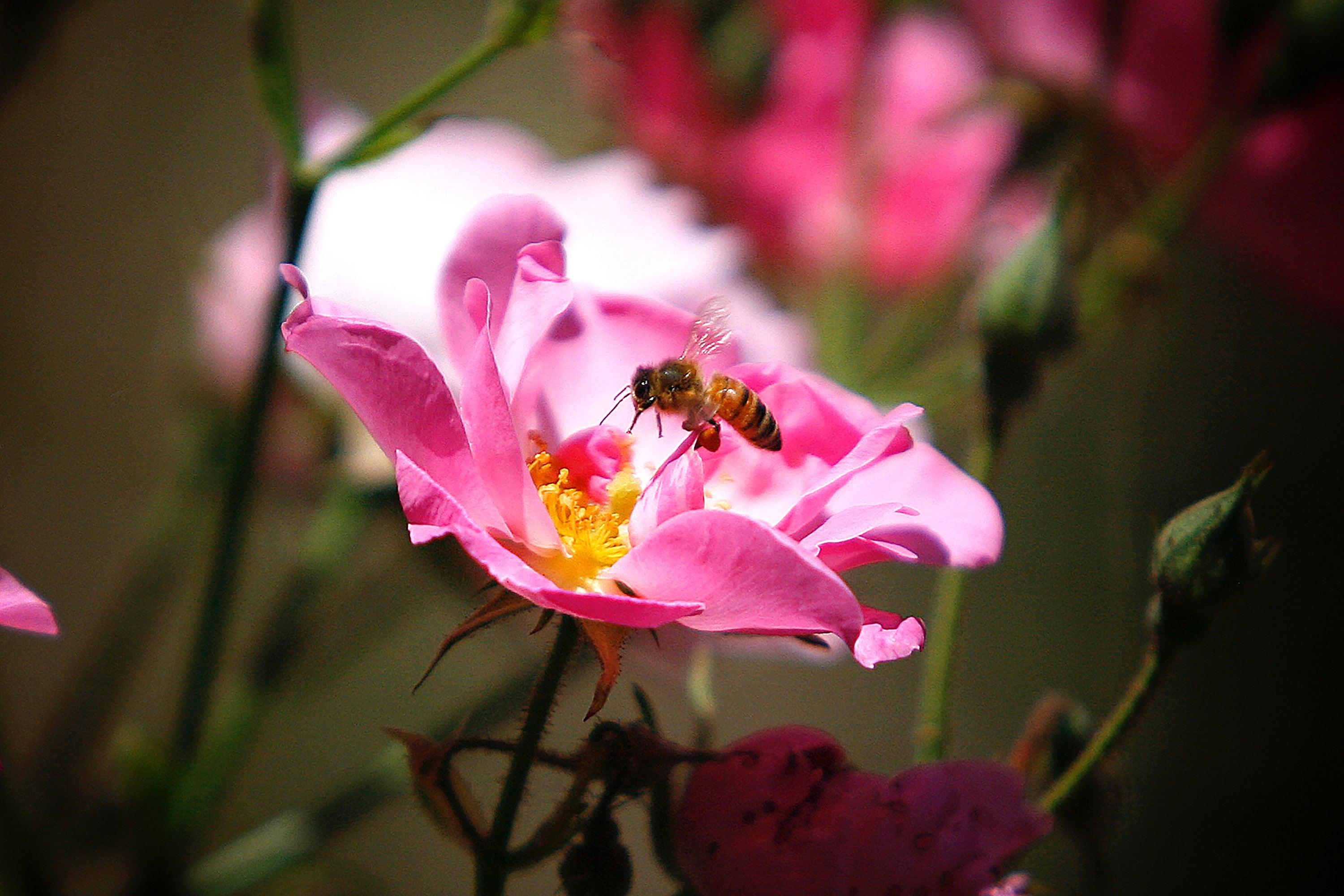 Dealing With Allergies the Natural Way