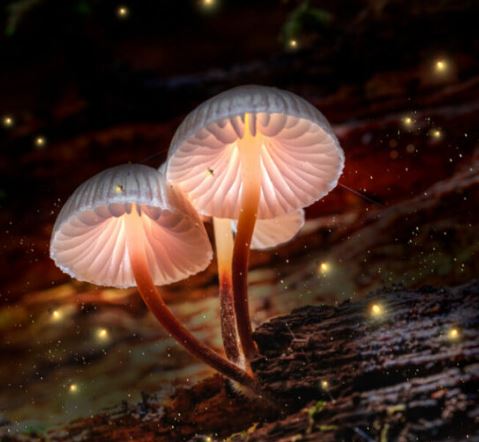 Há magia nesses cogumelos