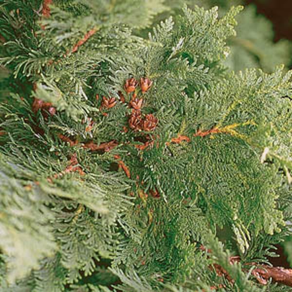 Thuja Cream 60ml