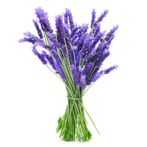Lavender Essential Oil 10ml - Health Emporium