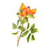RoseHip Oil 100ml - Health Emporium