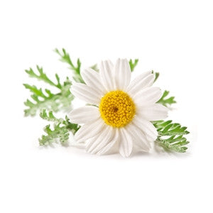 Chamomile Maroc Essential Oil 10ml - Health Emporium