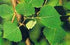 Aspen Bach Flower Remedy 10ml - Health Emporium