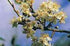 Cherry Plum Bach Flower Remedy 10ml - Health Emporium