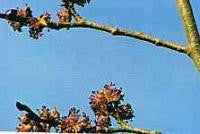 Elm Bach Flower Remedy 10ml - Health Emporium