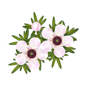 Manuka Essential Oil 10ml - Health Emporium