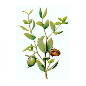 Jojoba 100ml Oil - Health Emporium