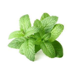 Peppermint Essential Oil 10ml - Health Emporium