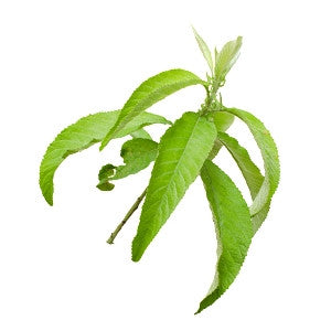 Camphor Essential Oil 10ml - Health Emporium