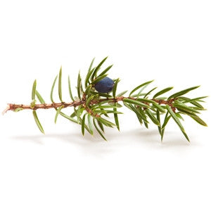 Juniperberry Essential Oil 10ml - Health Emporium