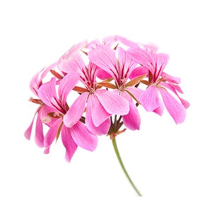 Rose Geranium Essential Oil 10ml - Health Emporium