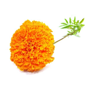 Marigold Tagetes 10ml - Health Emporium