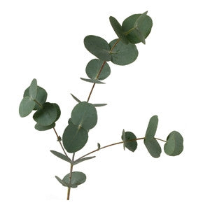 Eucalyptus Essential Oil 10ml - Health Emporium