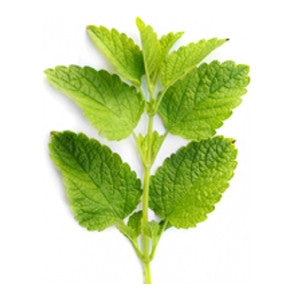 Melissa Lemon Balm Essential Oil 10ml - Health Emporium