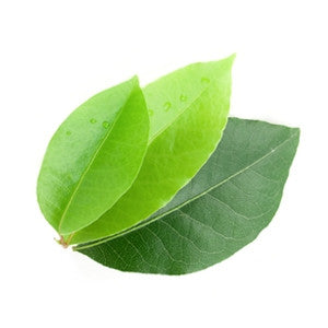 Bay Essential Oil 10ml - Health Emporium