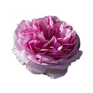 Rose Maroc Absolute Oil 5ml - Health Emporium