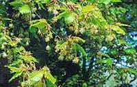 Beech Bach Flower Remedy 10ml - Health Emporium