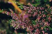 Heather Bach Flower Remedy 10ml - Health Emporium