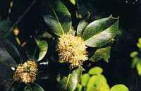 Holly Bach Flower Remedy 10ml - Health Emporium