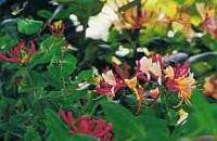 Honeysuckle Bach Flower Remedy 10ml - Health Emporium