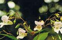 Impatiens Bach Flower Remedy 10ml - Health Emporium