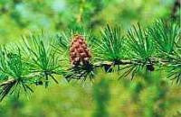 Larch Bach Flower Remedy 10ml - Health Emporium