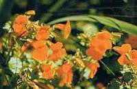 Mimulus Bach Flower Remedy 10ml - Health Emporium
