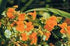 Mimulus Bach Flower Remedy 10ml - Health Emporium