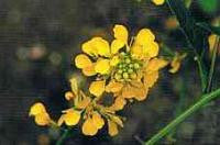 Mustard Bach Flower Remedy 10ml - Health Emporium
