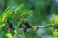 Oak Bach Flower Remedy 10ml - Health Emporium