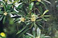 Olive Bach Flower Remedy 10ml - Health Emporium