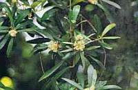 Olive Bach Flower Remedy 10ml - Health Emporium