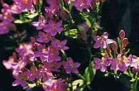 Centaury Bach Flower Remedy 10ml - Health Emporium